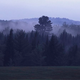Passing across the threshold of the forest causes more deaths each year than stroke, respiratory disease, and accidents combined, according to the report.